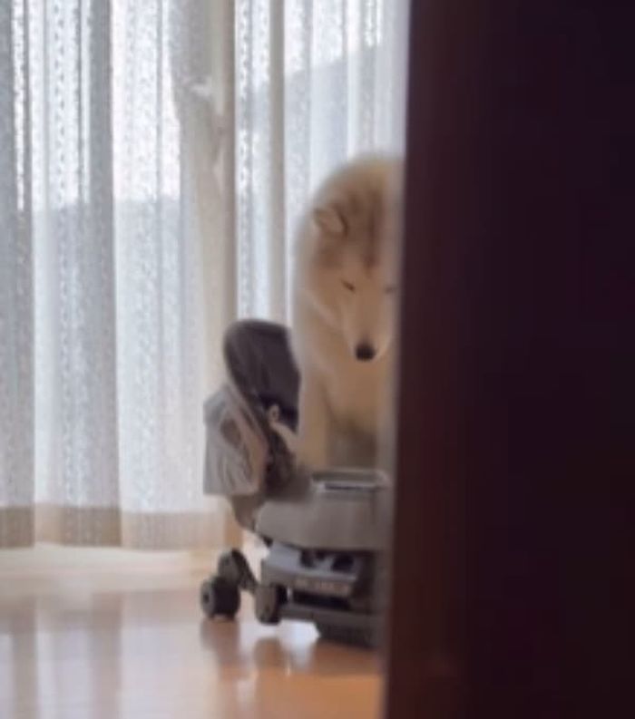 애니멀플래닛