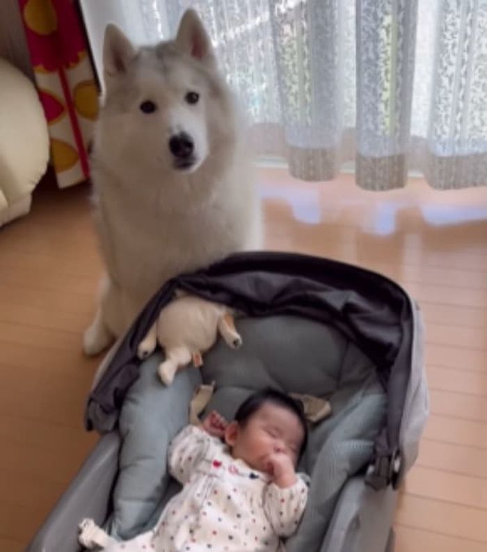 애니멀플래닛