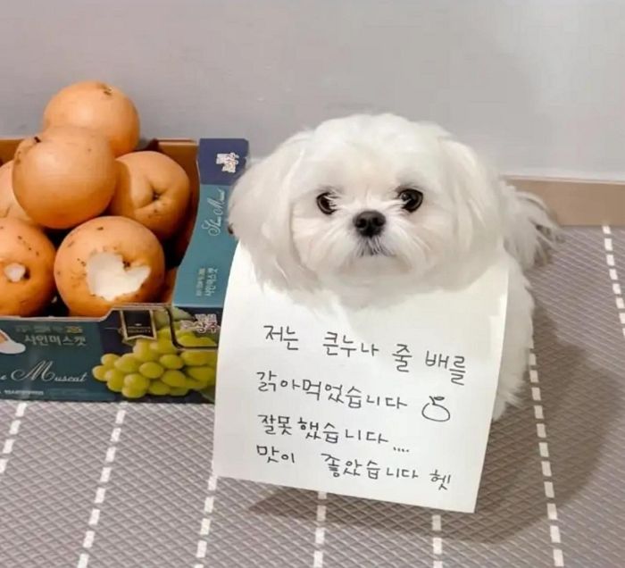 애니멀플래닛