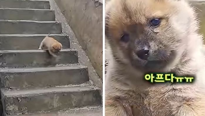 애니멀플래닛