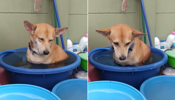 애니멀플래닛
