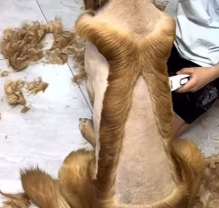 애니멀플래닛