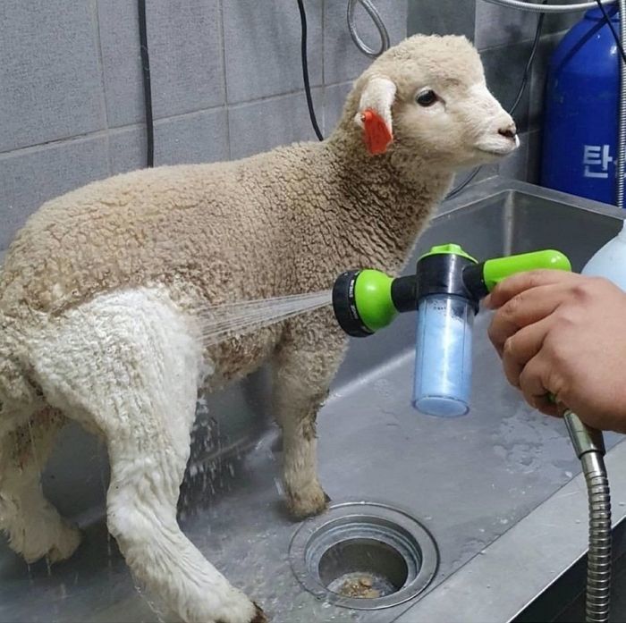 애니멀플래닛
