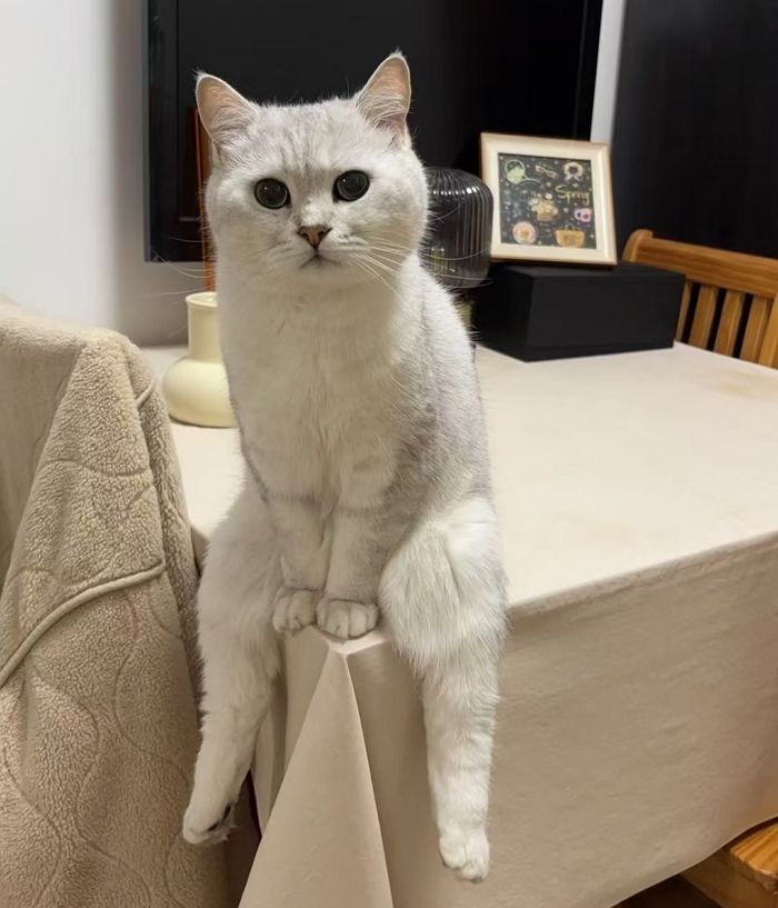 애니멀플래닛