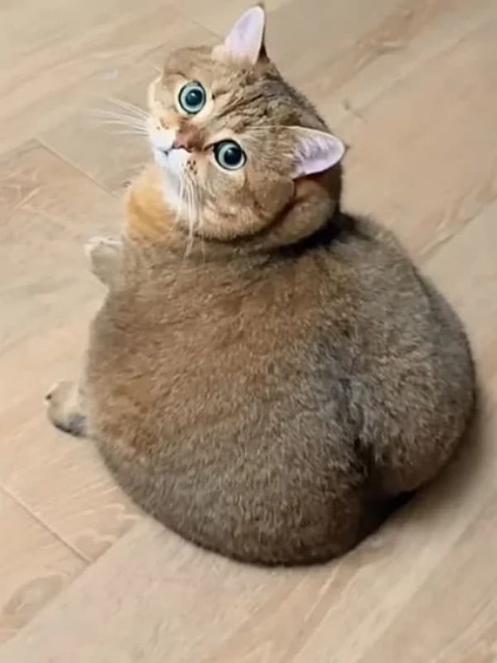 애니멀플래닛