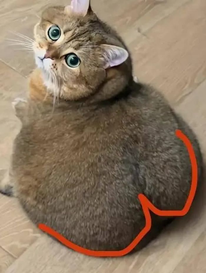 애니멀플래닛