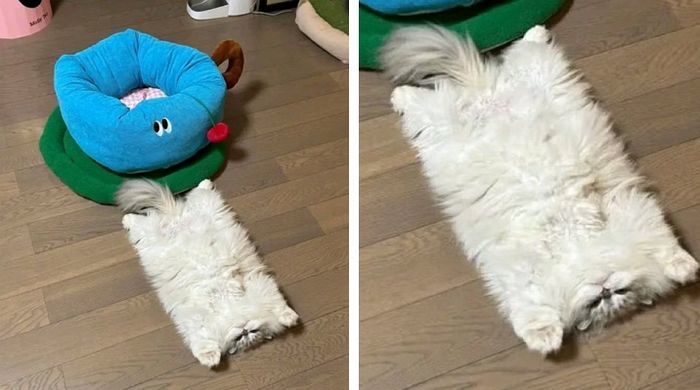 애니멀플래닛