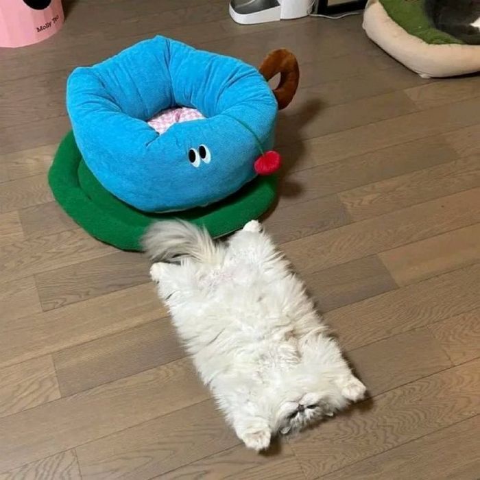애니멀플래닛