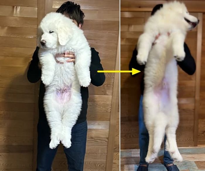 애니멀플래닛
