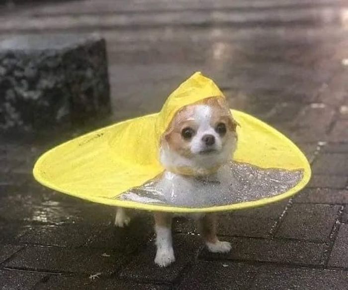 애니멀플래닛