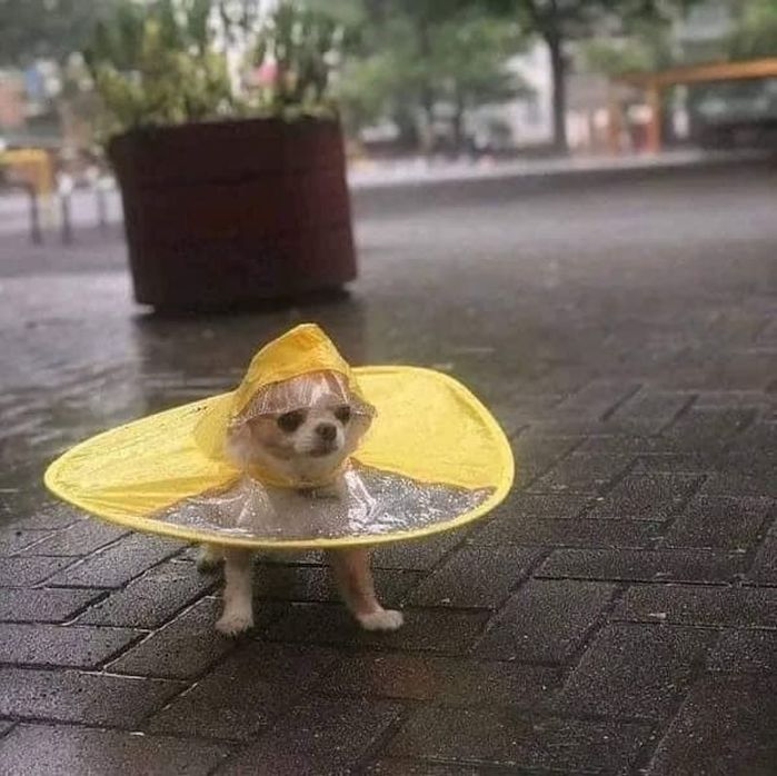 애니멀플래닛