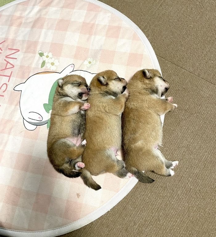 애니멀플래닛
