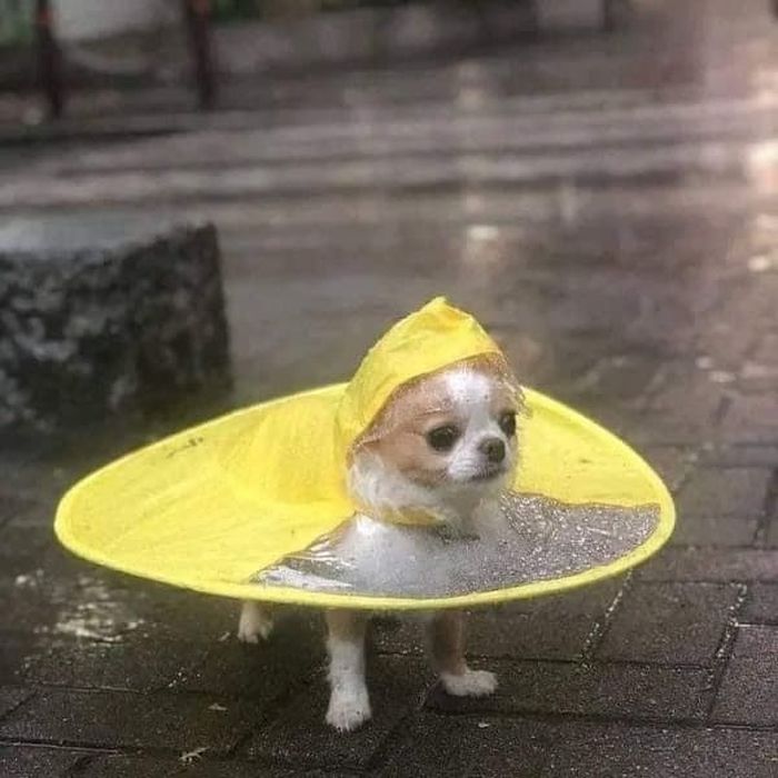애니멀플래닛