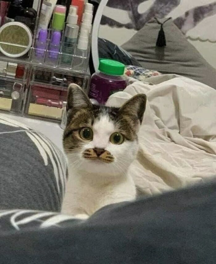 애니멀플래닛