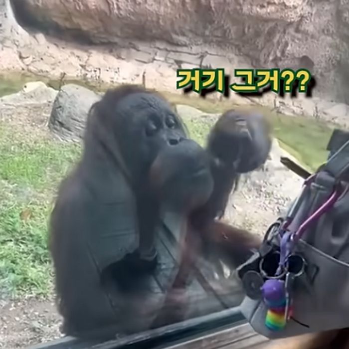 애니멀플래닛