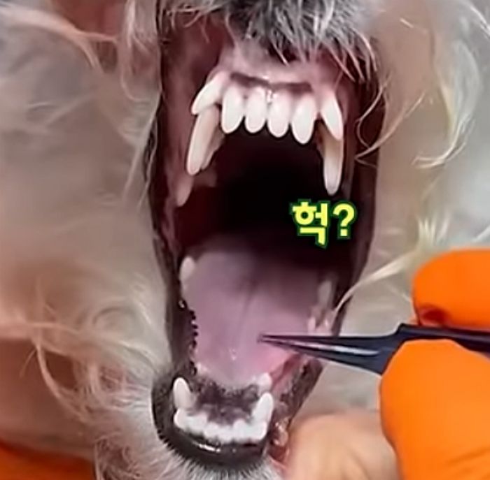 애니멀플래닛