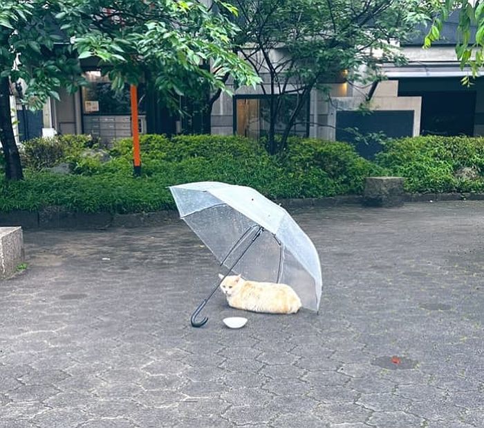 애니멀플래닛