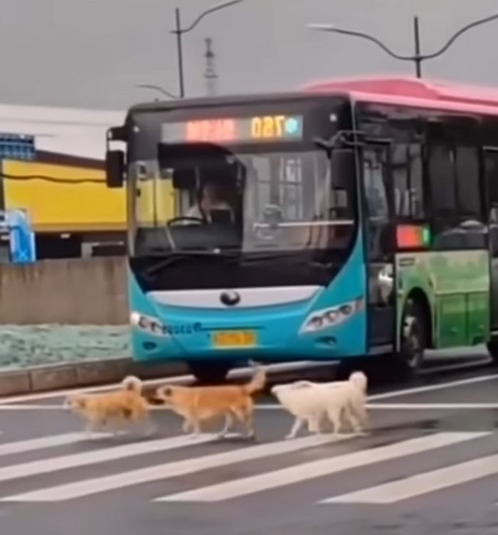 애니멀플래닛