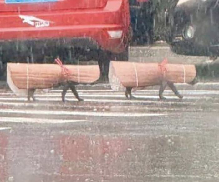 애니멀플래닛