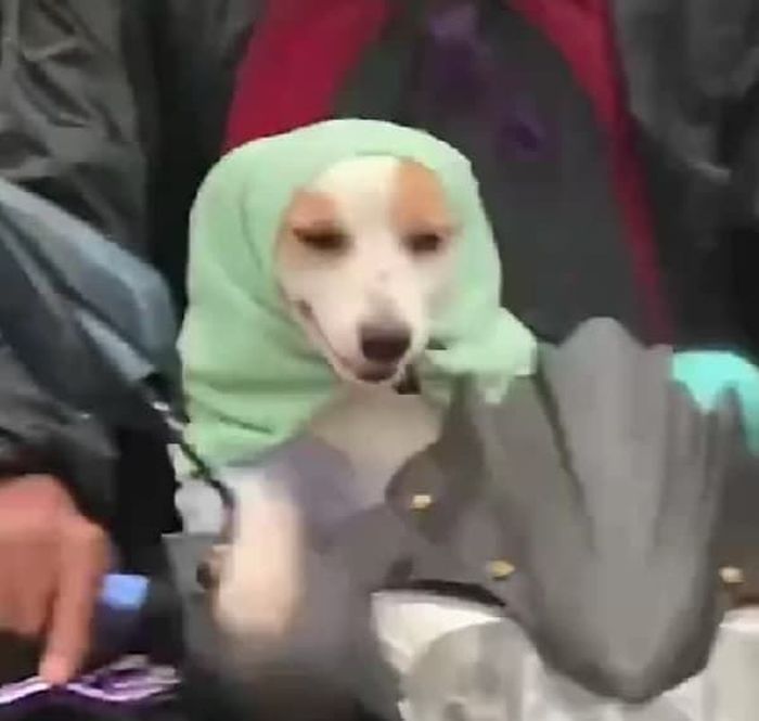애니멀플래닛