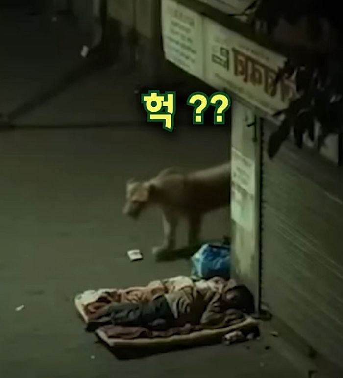 애니멀플래닛