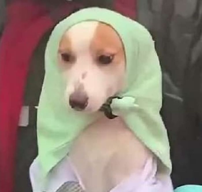 애니멀플래닛