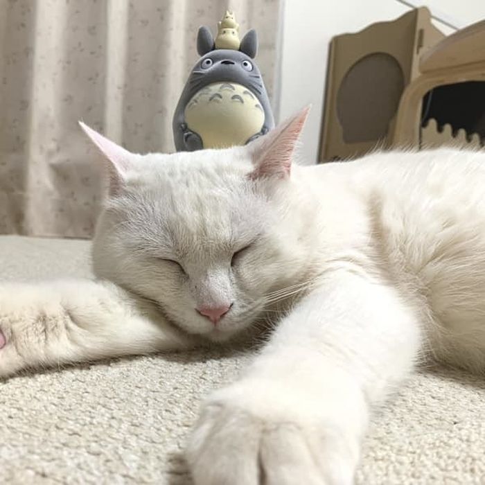 애니멀플래닛