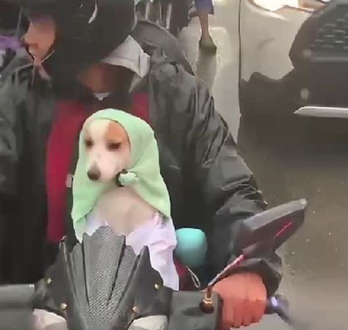 애니멀플래닛