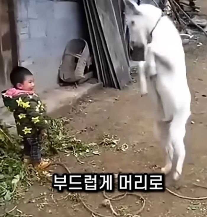애니멀플래닛