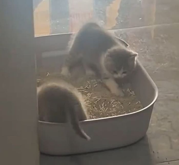 애니멀플래닛