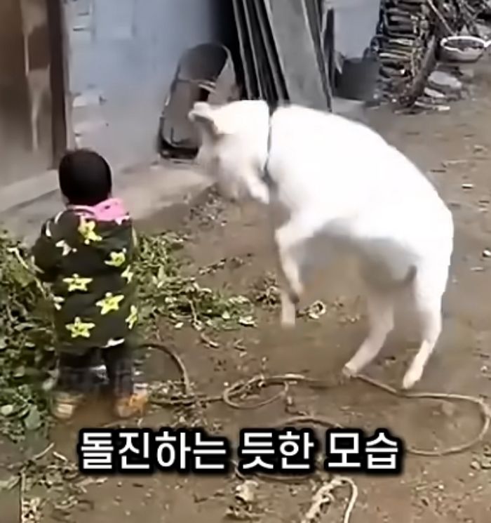 애니멀플래닛