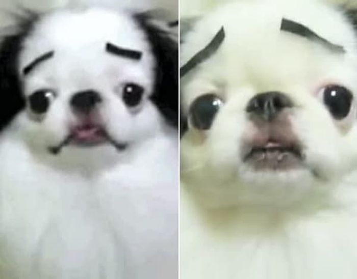 애니멀플래닛