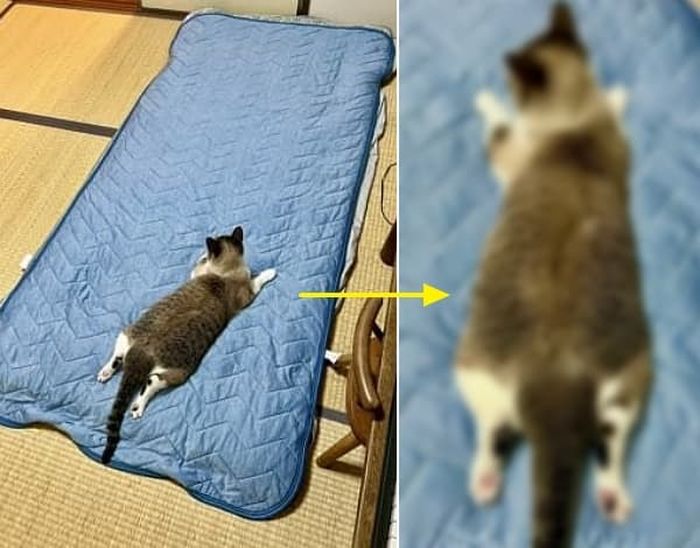 애니멀플래닛
