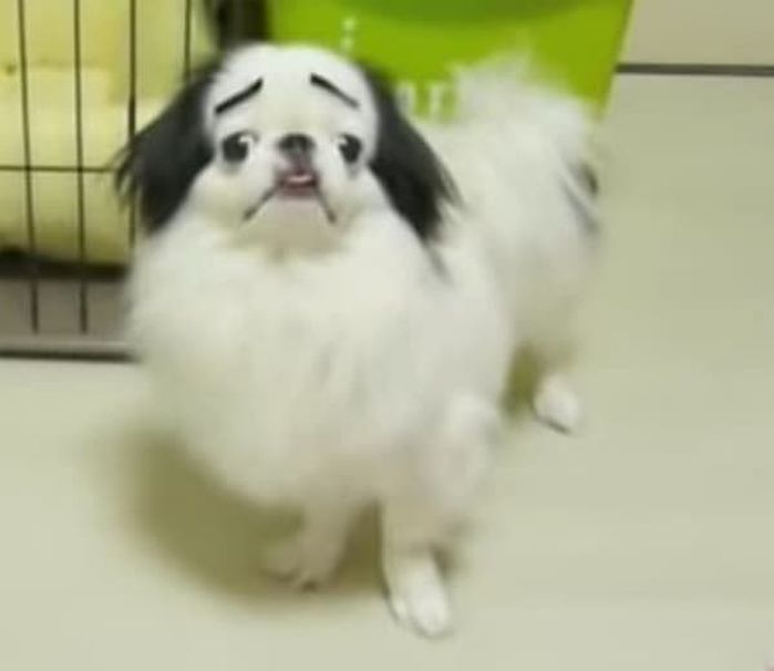 애니멀플래닛