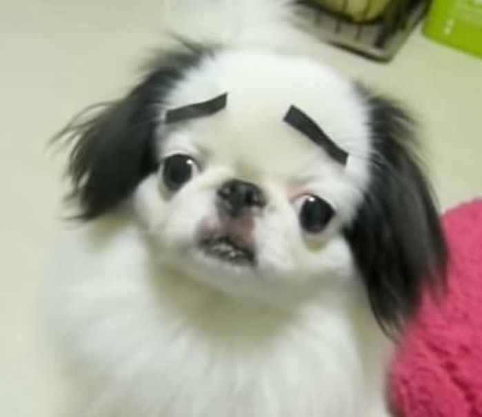 애니멀플래닛