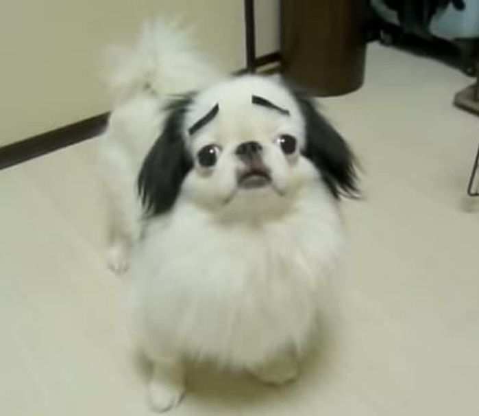 애니멀플래닛