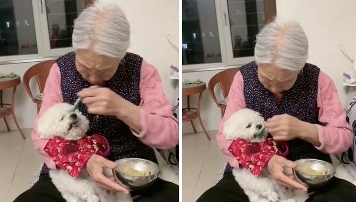 애니멀플래닛