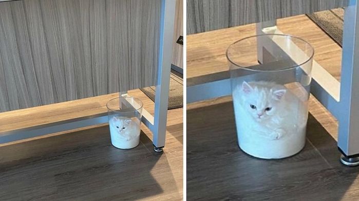 애니멀플래닛