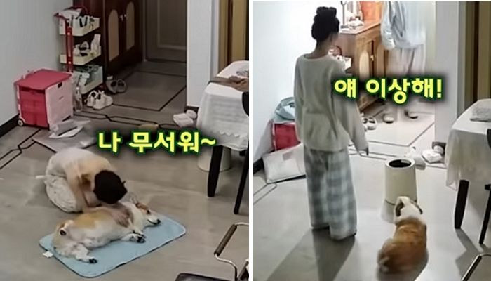 애니멀플래닛