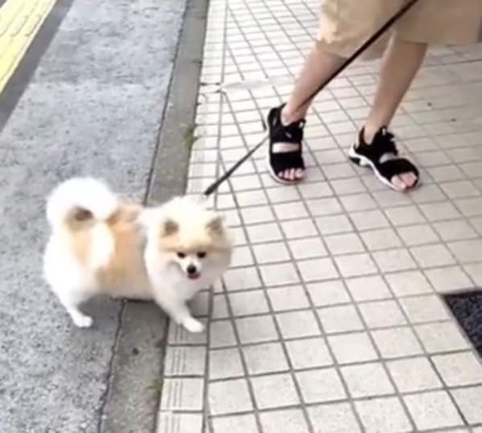 애니멀플래닛