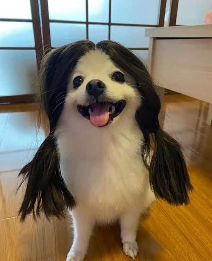 애니멀플래닛