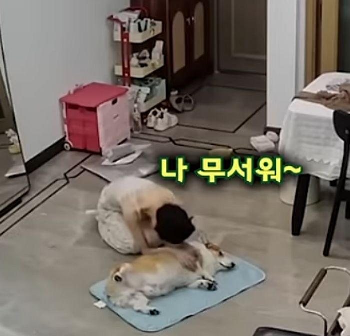애니멀플래닛