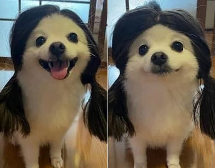 애니멀플래닛
