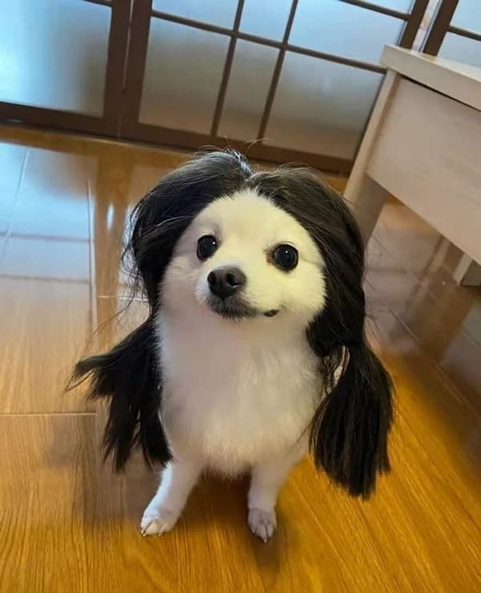 애니멀플래닛