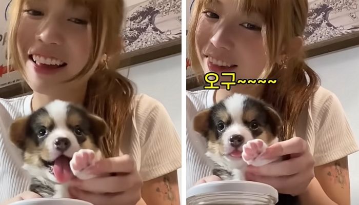 애니멀플래닛
