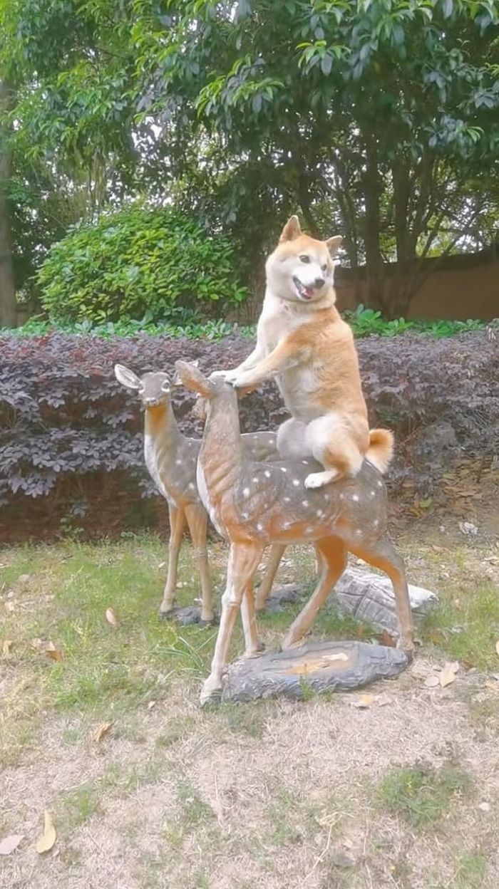애니멀플래닛