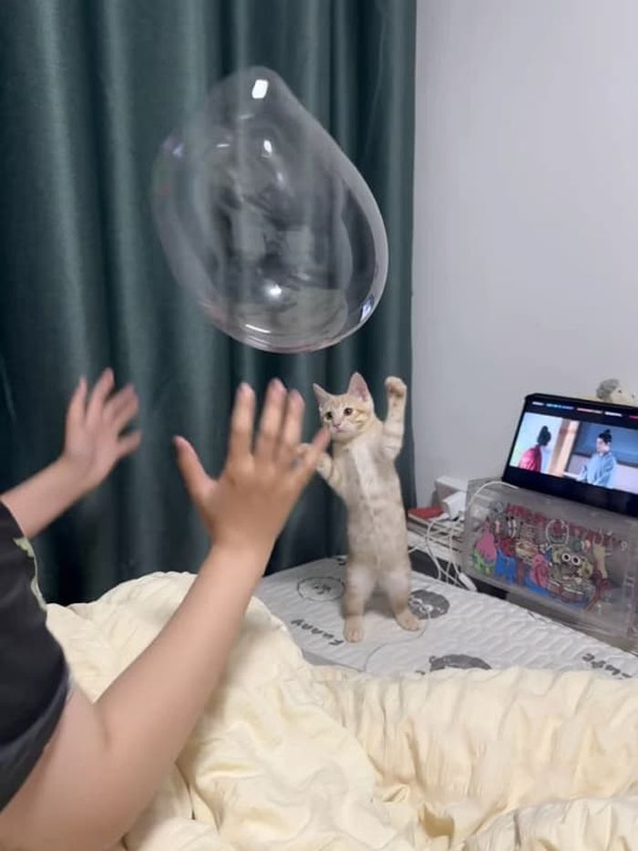 애니멀플래닛