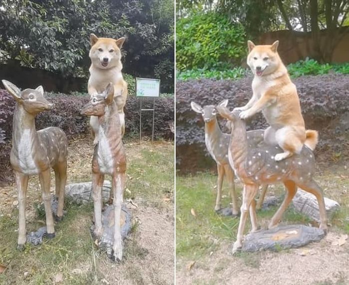 애니멀플래닛