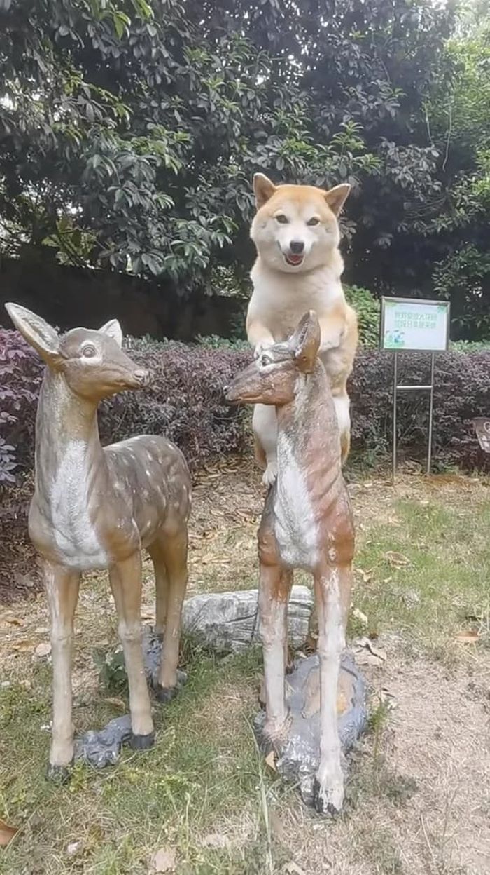 애니멀플래닛