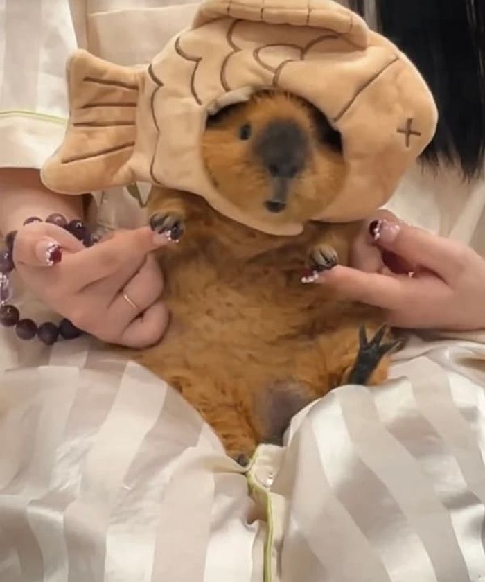 애니멀플래닛